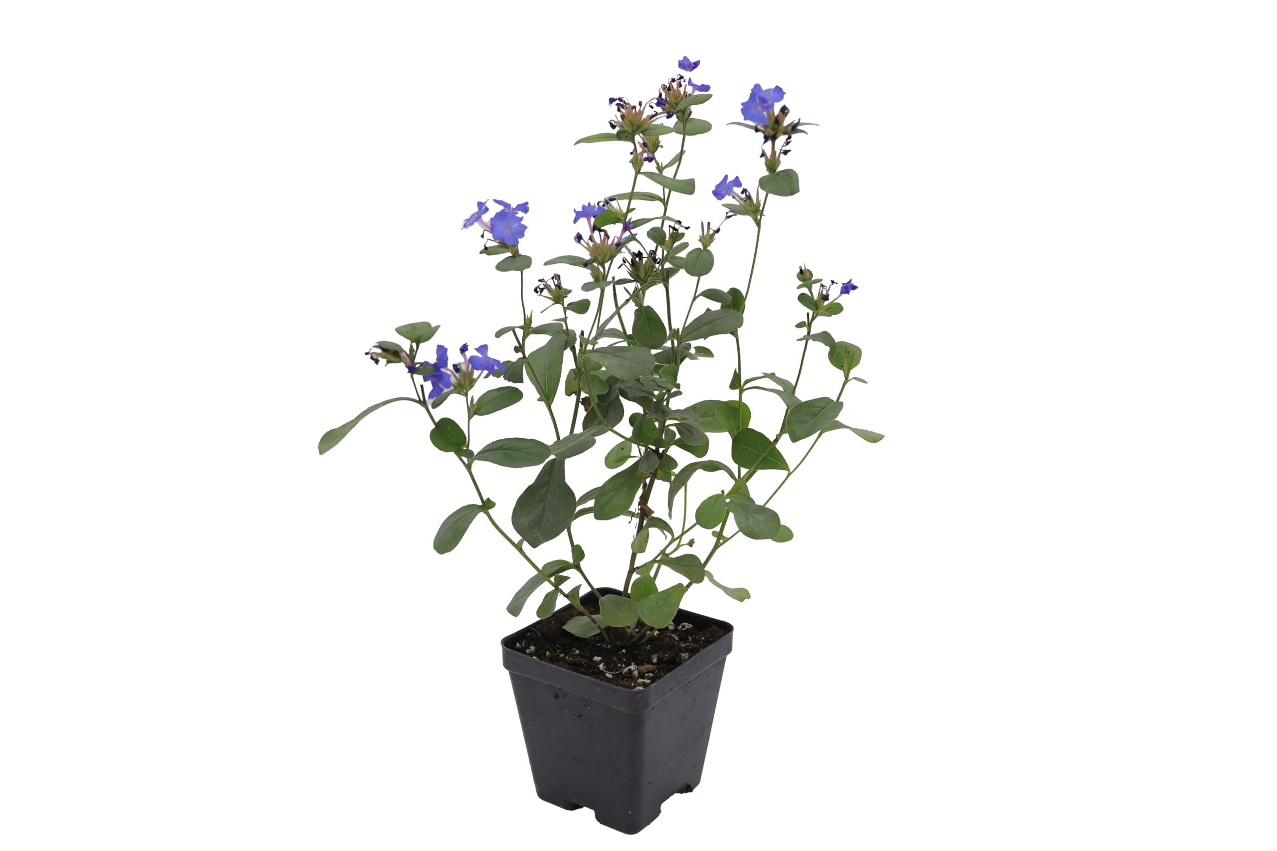 Greenwood Nursery: Live Ground-Cover Plants - Dwarf Plumbago + Ceratostigma Plumbaginoides - [Qty: 2X Pint Pots] - (Click for Other Available Plants/