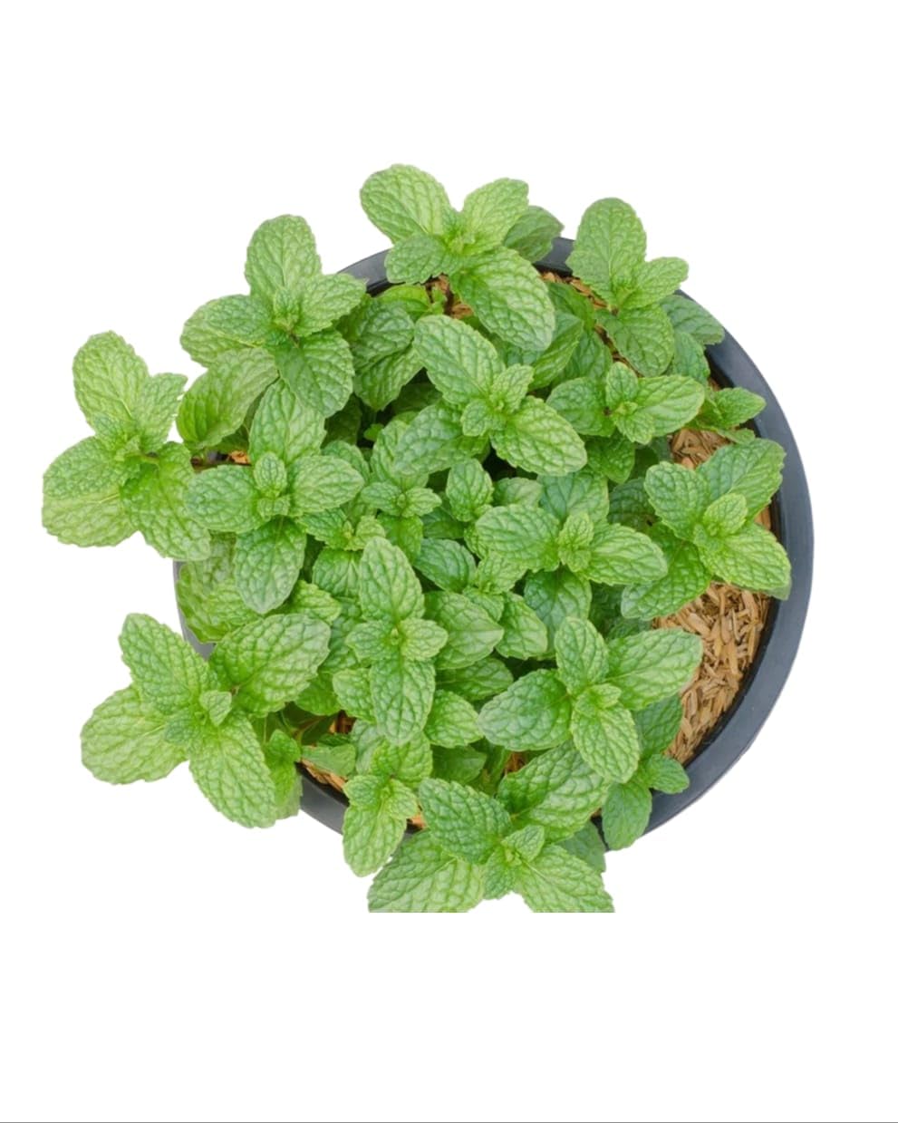 **Sumit Greenery Mint (Pudina) Live Plant | Aromatic Culinary Herb for Home Gardens | Pack of 1 with Pot. (B0BZH4C7DR) Amazon Price History, Amazon Price Tracker