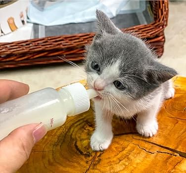 Can a puppy drink cat milk Clearance