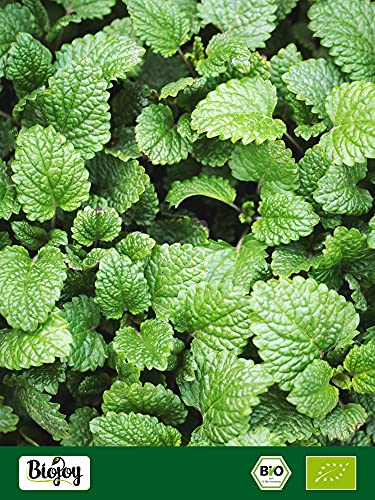 Biojoy Hojas de Melisa Ecológica (500 g), secadas y cortadas, Té de Melisa (Melissa officinalis) - Imagen 6