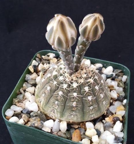 Miniatura 3 de Gymnocalycium ragonesii Cactus suculentas plantas vivas reales