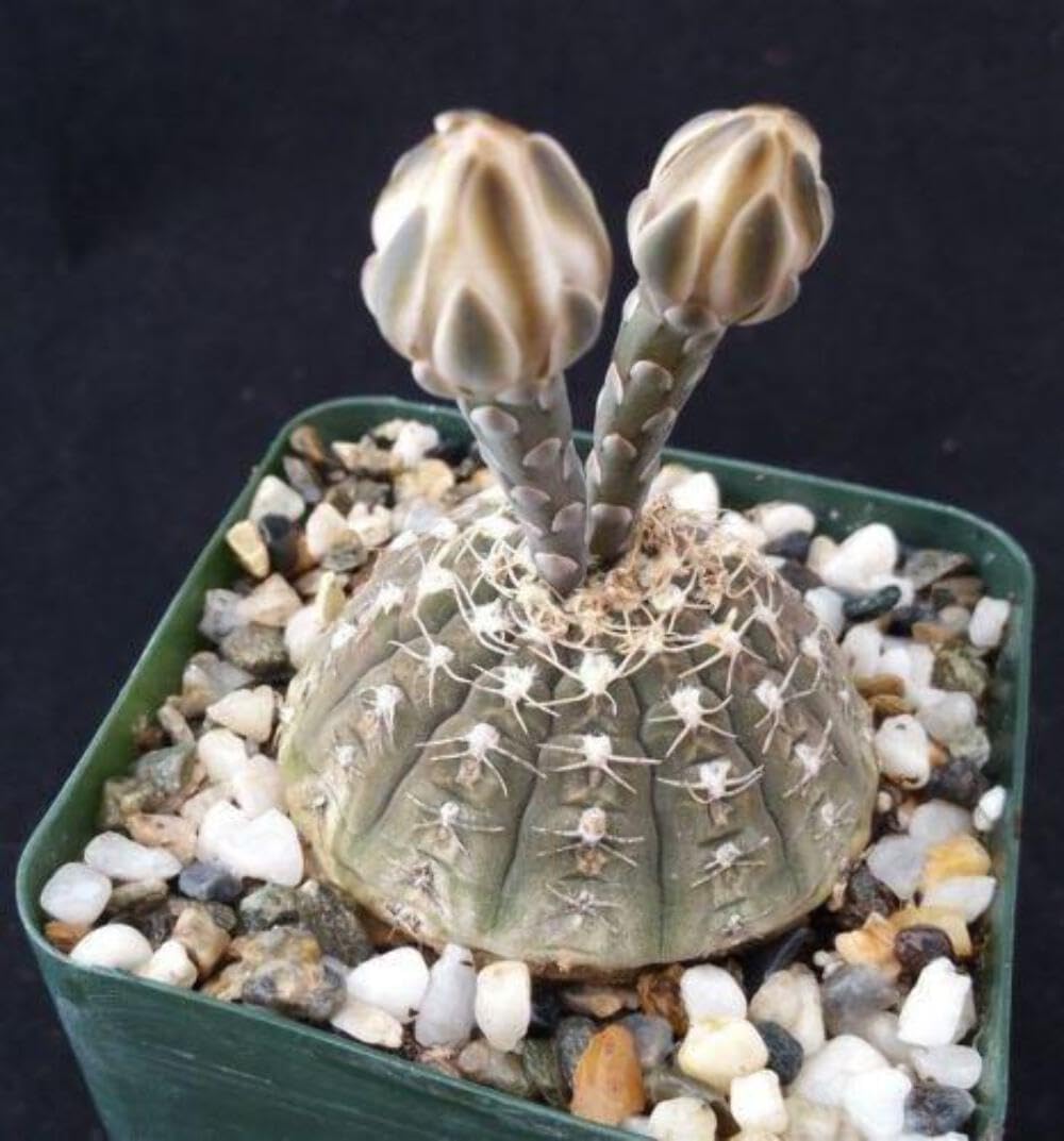 Amazon.com : Gymnocalycium ragonesii Cacti Cactus Succulent Real Live Plant  : Patio, Lawn & Garden