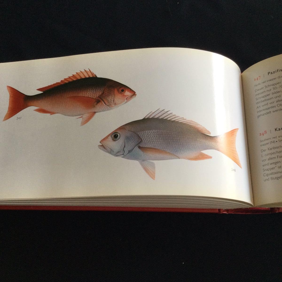 熱帯魚　図鑑　洋書　ディスカス　南アメリカ　魚　Fish Aqualog 淡水魚 熱帯魚 図鑑 洋書 ディスカス 南アメリカ 魚 Fish Aqualog 淡水魚