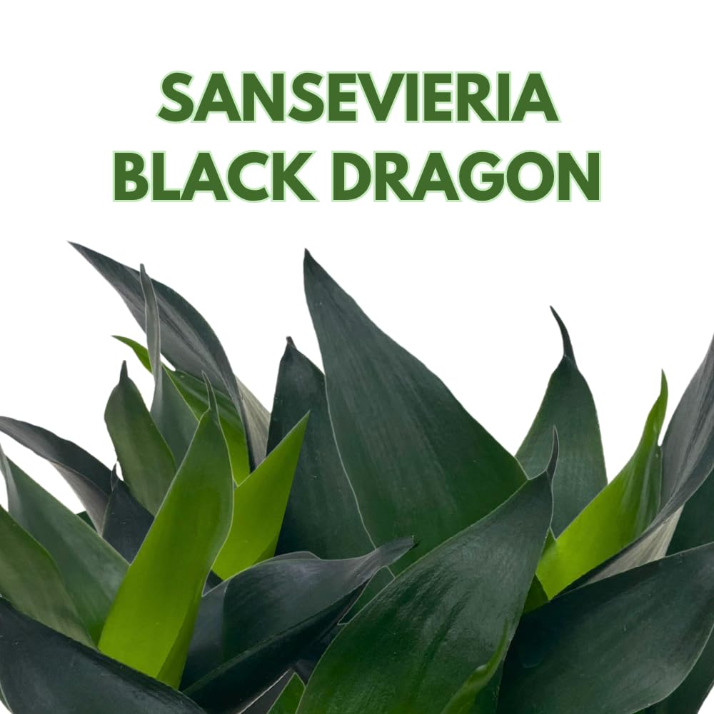 is snake plant a succulent Snake Plant Sansevieria Zeylanica - Air-purifying Houseplants For Sale main image 0