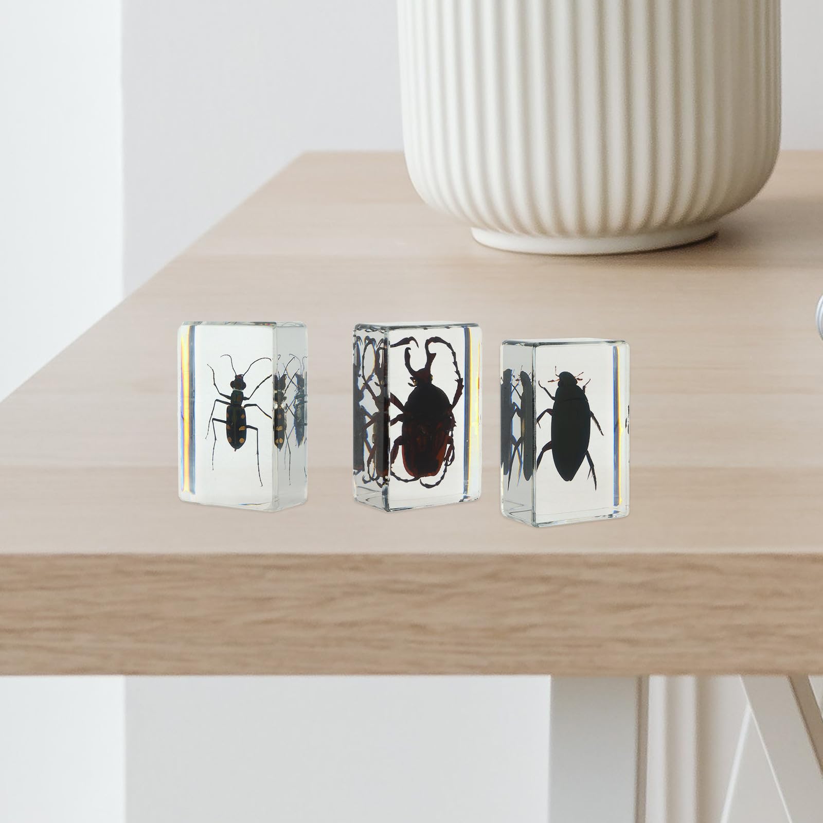 PRETYZOOM Set di 6 Esemplari di Insetti in Resina Vista Chiara della Struttura Interna, Collezione di Insetti Affidabile per Esposizione e Regalo in Diversi Stili
