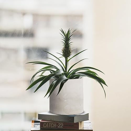 Miniatura 9 de Mozing Macetas de cemento para interiores, maceta de concreto de 12 pulgadas para plantar, maceta moderna de arcilla de piedra con orificio de