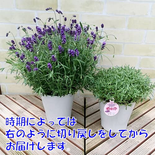Amazon.co.jp: ほのか 5号鉢（直径15cm）1個 宿根草 ハーブ