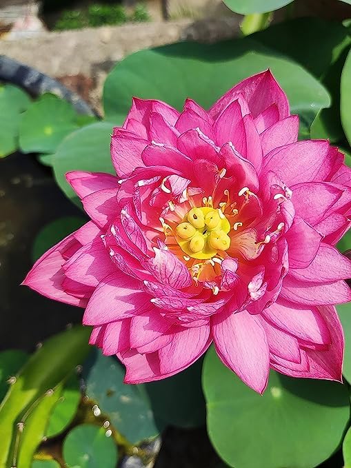 Image of Flowet Plant for Home Decor, Pooja | Large Size Flower Surely Blooming Within 45 Days lotus plant (Lady Bingel)