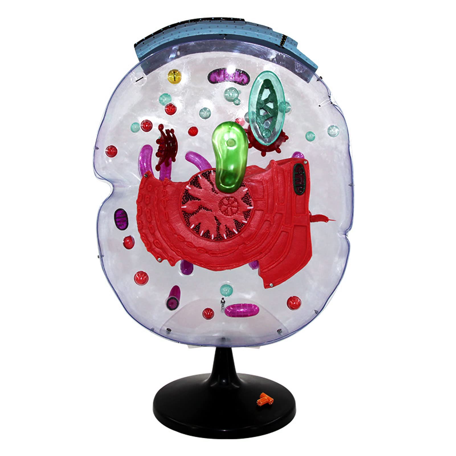 Microstructural Cell Model Biology Model Magnification 20,000 Times, Anatomy Cell Structure Model for Eukaryotic Cell Medical Teaching Aid