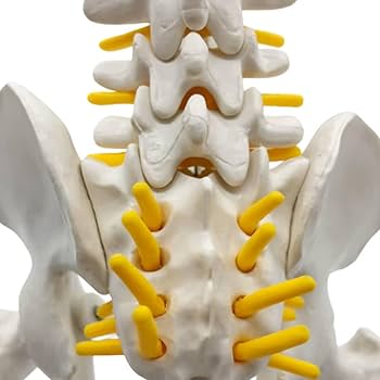 Amazon.co.jp: Ynaioang 人間の脊椎モデル 1/2サイズなのに高精度かつ