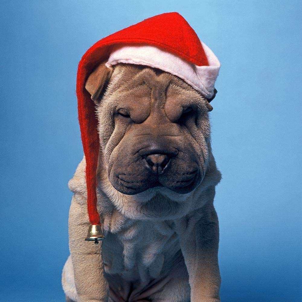 Feeling at home Shar pei con cappello Xmas STAMPA su CARTA OPACA 220gr Patrick Hoenderkamp - Animali quadrato Immagine d'arte x cornice cm_46_X_46