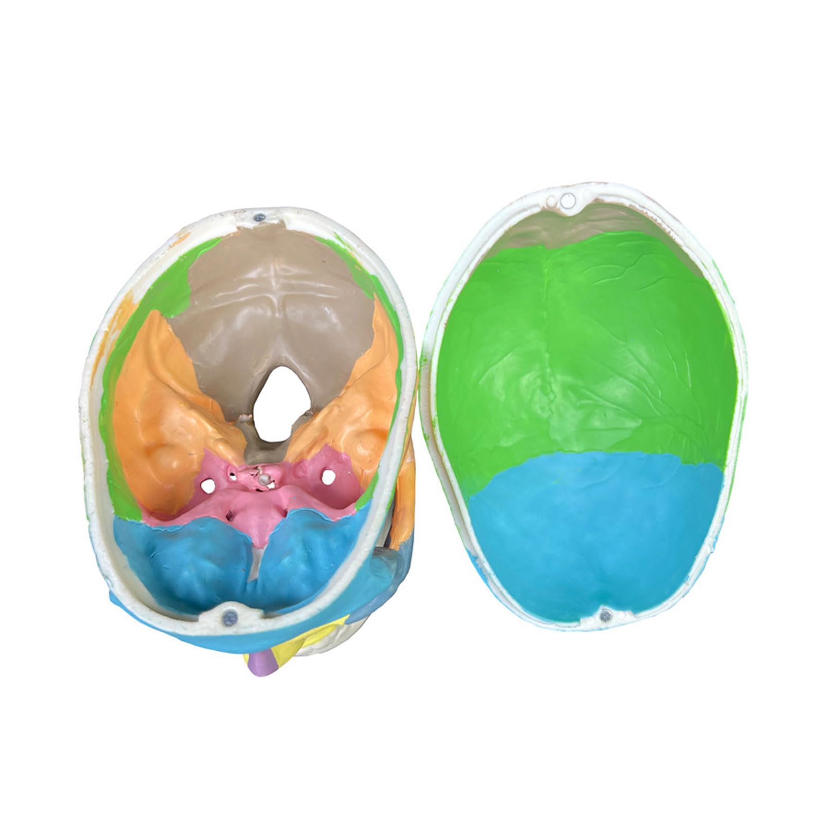 Miniaturowy Kolorowy Czaszka Anatomiczny Model Anatomiczny Nauczanie Anatomii Szkielet Głowa Medyczny Model Demonstracyjny Artykuły Laboratoryjne Stomatologiczne