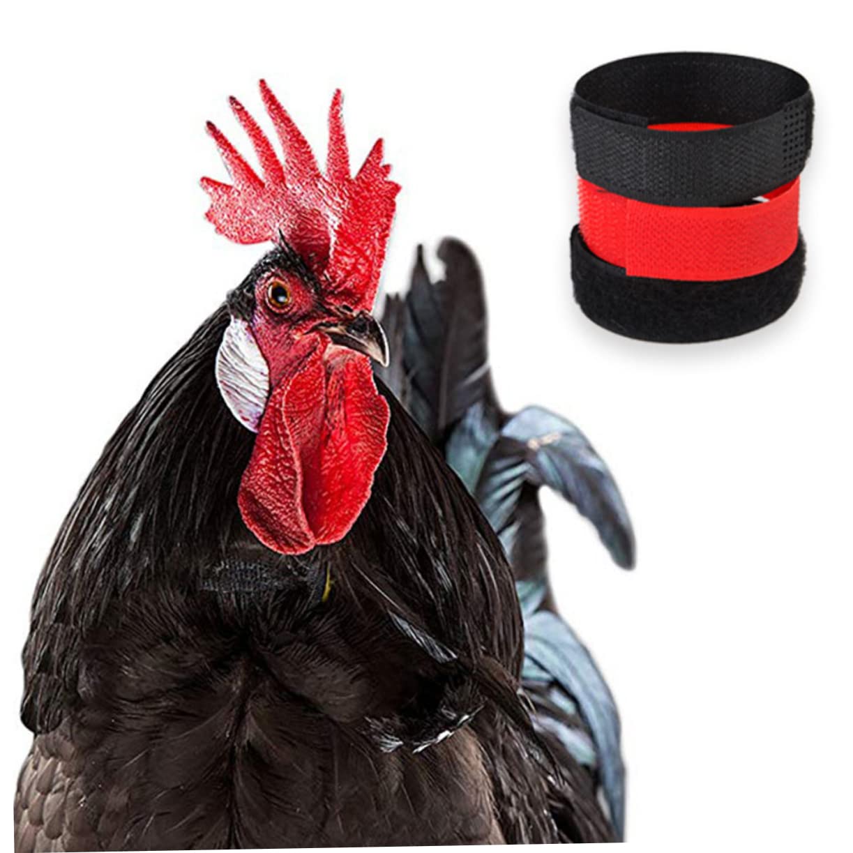 DOITOOL 2sets Rooster Collar Chicken Collar Necklace for Cock Pet Supplies Crow Feature 4pcs*2