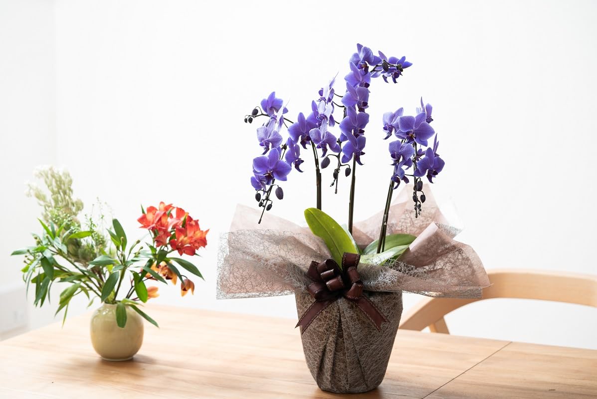 Amazon｜ミディ胡蝶蘭 Blue Gene（ブルージーン）3本立ち/花 ギフト