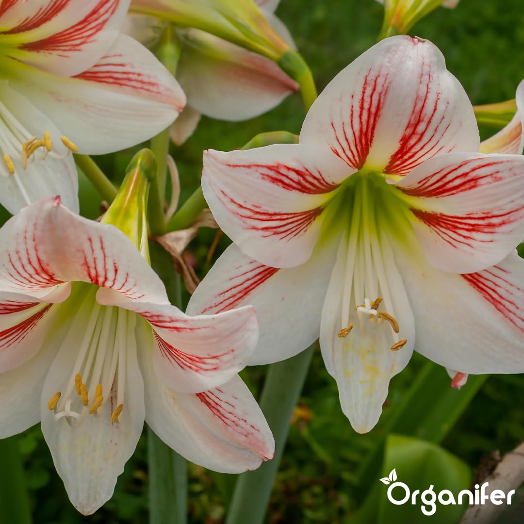 Amaryllis Płynny Nawóz - 10L - NPK 3-4-3 | Nawóz Płynny Dla Dużych Kwiatów I Mocnych Cebul - Wspomaga Rozwój Korzeni I Witalność - Organifer