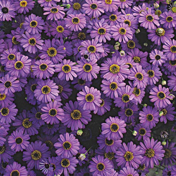 Floral Treasure Rare Exotic " Purple Splendour " Brachycome 30 Seeds Pack for growing (B0D1CWV3QC) Amazon Price History, Amazon Price Tracker