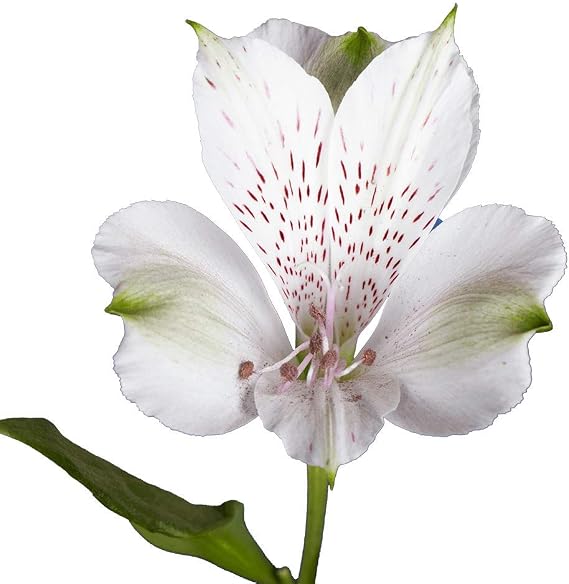 GlobalRose 60 White Alstroemeria Flowers Responsibly Sourced Peruvian Lilies Flowers Hand-Picked Flowers Fresh Bouquet for Graduation, Anniversary & Special Occasions (6 Bunches of 10 Stems