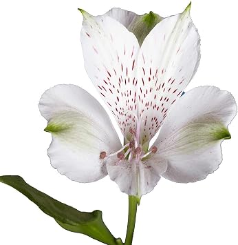GlobalRose 60 White Alstroemeria Flowers Responsibly Sourced Peruvian Lilies Flowers Hand-Picked Flowers Fresh Bouquet for Graduation, Anniversary & Special Occasions (6 Bunches of 10 Stems
