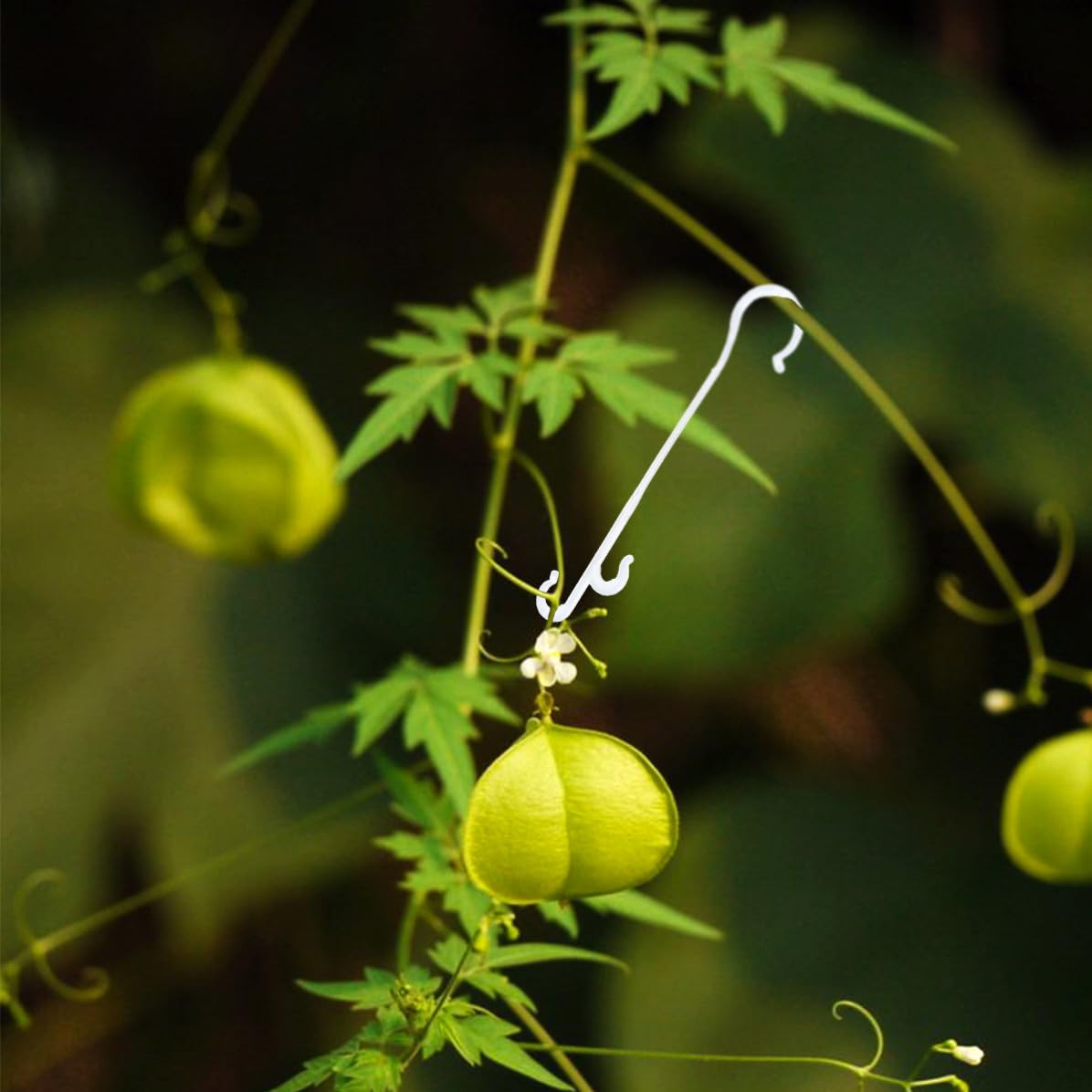 Alipis 850 Pezzi Gancio per Piante da Coltivazione, Supporto | Nylon Bianco, per Serra e Giardino, Fissa i Tralci, Aiuta a Guidare la Crescita, Confezione 1kg