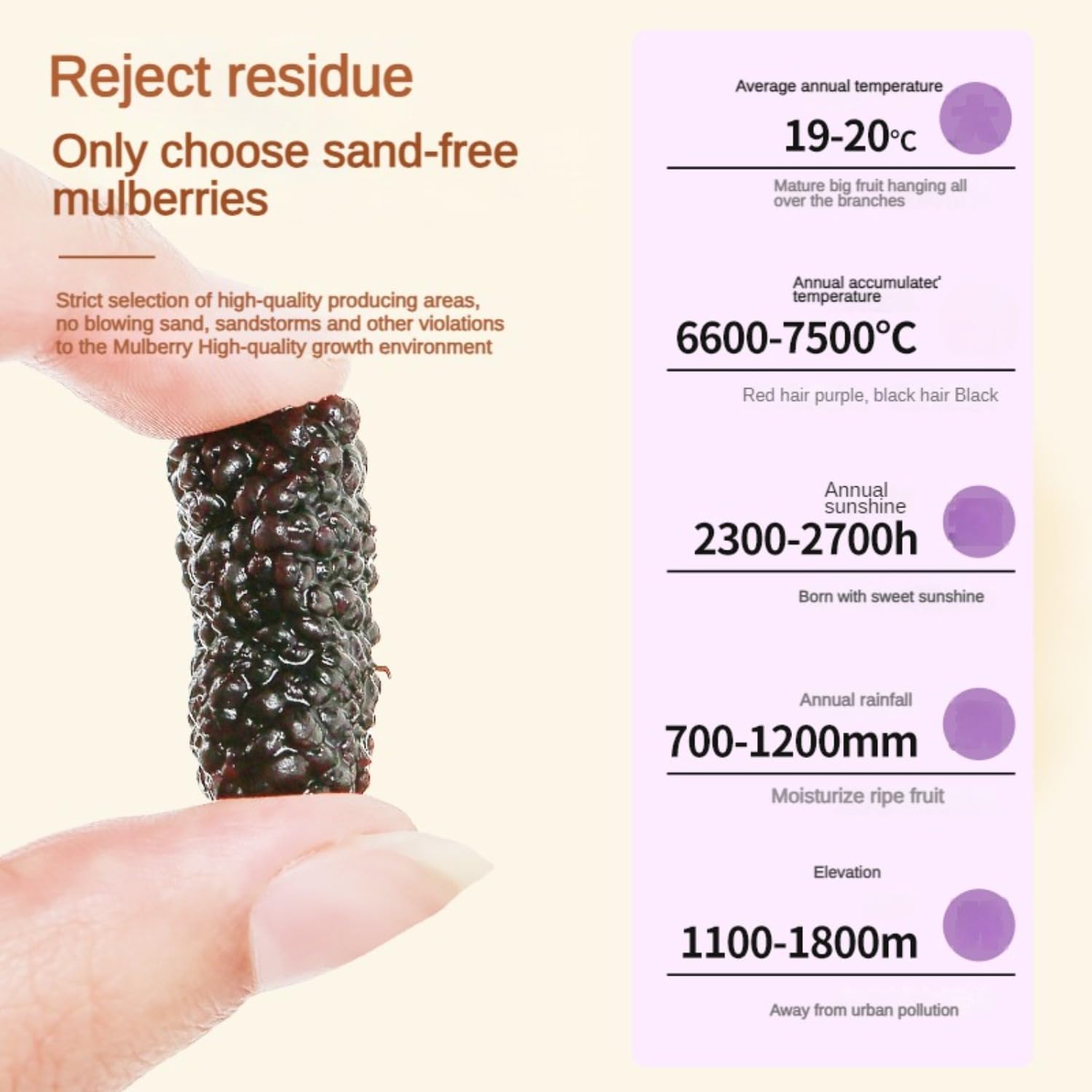 Sun-dried Mulberries, No Added Sugar, Gluten-Free, Suitable for Baking & Smoothies 17.6 OZ (sweet, 500G) 黑桑葚
