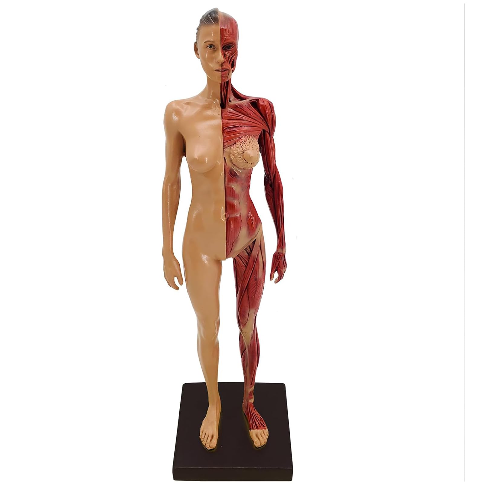 Kdjfs Human Muscular Figure Mini Muscular Anatomy Model With Base And Clear Muscle Texture, Human Musculature Anatomy Model For Painting And Sculpture And Medical Reference Character Design