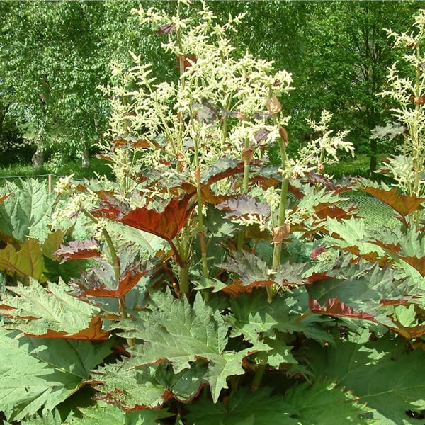 12 unità Rheum Palmatum Tanguticum - Rabarbaro 'Tanguticum' (Decorativo) Vaso 9x9cm ±1 m² - Rabarbaro con Foglie Ornamentali e Crescita Vigosa