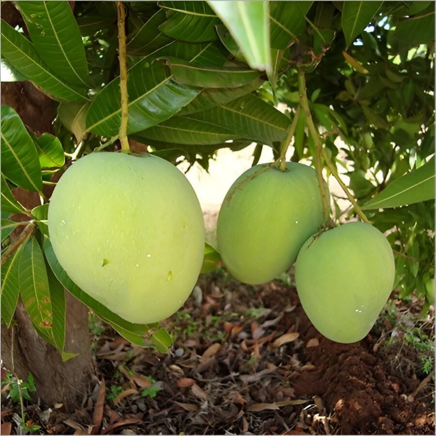 Image of Testy & Delicious Frash ''Kacha Mitha Mango Fruit'' Tree Grafted Plant || For Home Garden Outdoor & Indoor plant.