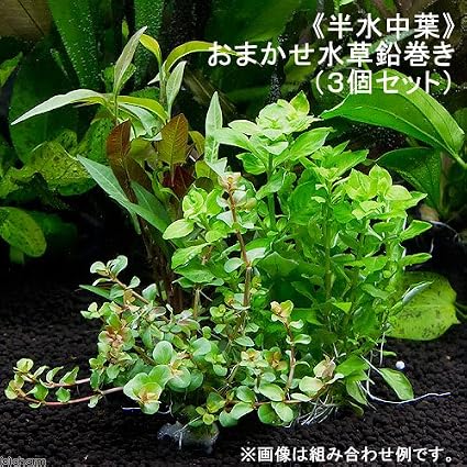 Amazon 水草 半水中葉 おまかせ水草 鉛巻き 半水中葉 無農薬 ３個セット 北海道航空便要保温 Charm チャーム 生体水草 通販