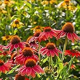 Sonnenhut Pflanze Samen Blumensamen Bienenwiese Blumen Geschenk Bodendecker Pflanzen Winterhart HeilkräUter Samen Gartenpflanzen Gartenpflanzen Winterhart MehrjäHrig 50StüCk