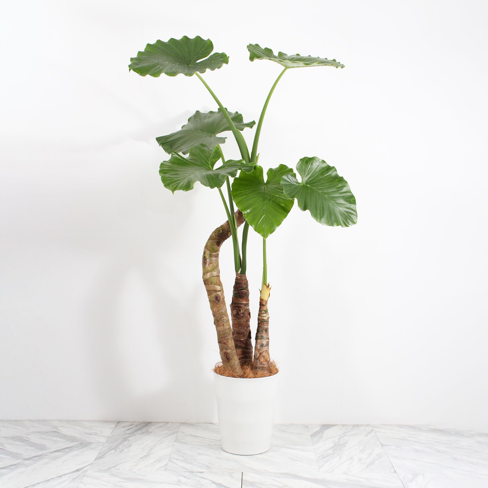 Amazon｜クワズイモ 10号 受け皿付 【観葉植物 本物 アロカシア オドラ 