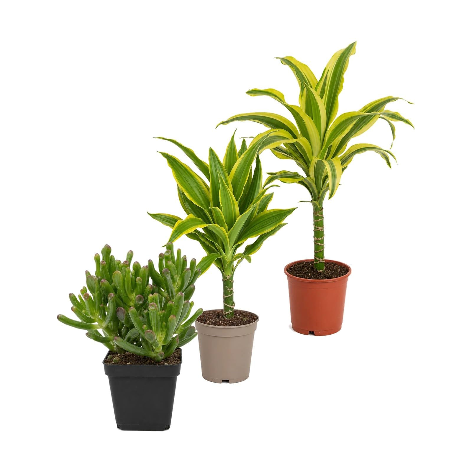 Pack 3 Plantas DECOALIVE: Jade Gollum, Tronco de Brasil y Tronco de Brasil