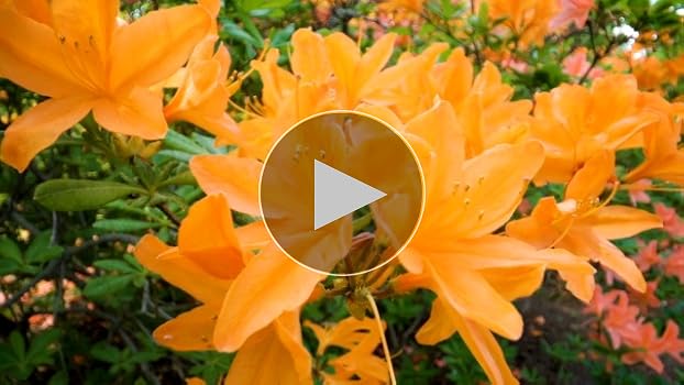 Gardeners Dream Orange Azalee Japanische Rhododendron Pflanze