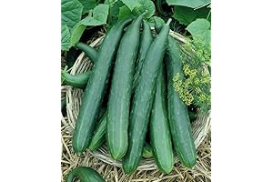 50 Metki Dark Green Armenian Yard Long Cucumber Seeds
