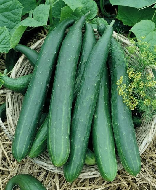 50 Metki Dark Green Armenian Yard Long Cucumber Seeds for Planting 2+ Grams of Seeds Non GMO Heirloom USA Harvested