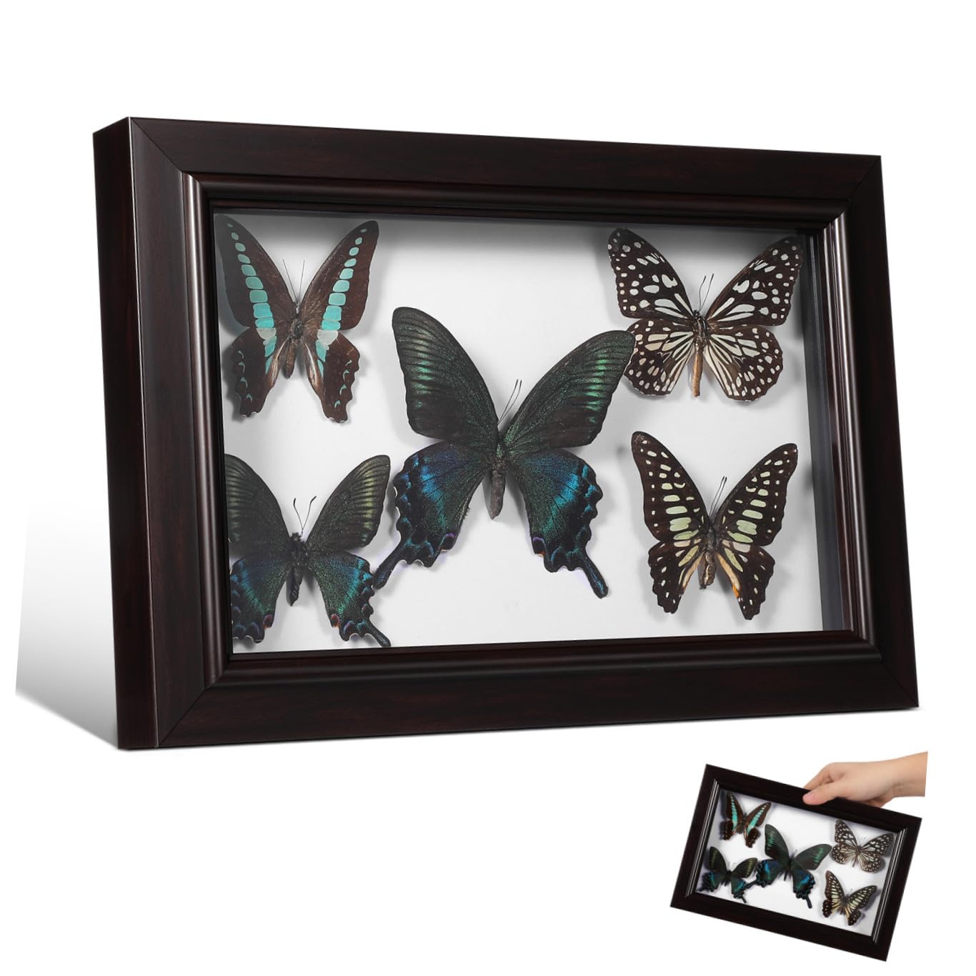 Marco de Muestra de Mariposas de Madera para Colgar en Pared