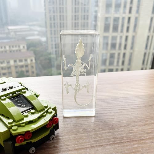 Miniatura 51 de Especímenes de esqueleto de tortuga real en manualidades de pisapapeles de resina, colección de taxidermia de animales para educación científica