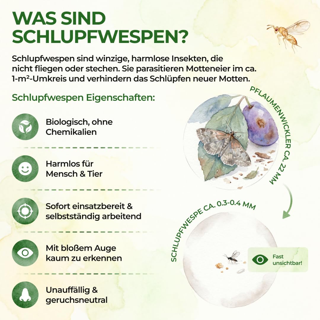 GREEN GUARDIA Schlupfwespen gegen Pflaumenwickler - 3 Karten à 3 Lieferungen - Effektive Bio-Bekämpfung gegen Pflaumenwickler, Alternative zuWicklerfalle, Spritzmitteln, Nematoden & Pheromonfallen