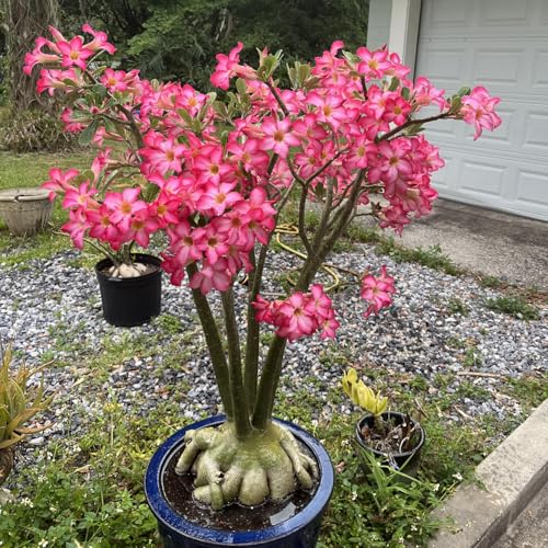 Desert Rose Plant 4 to 5 Inches Height, Adenium Desert Rose Plant...