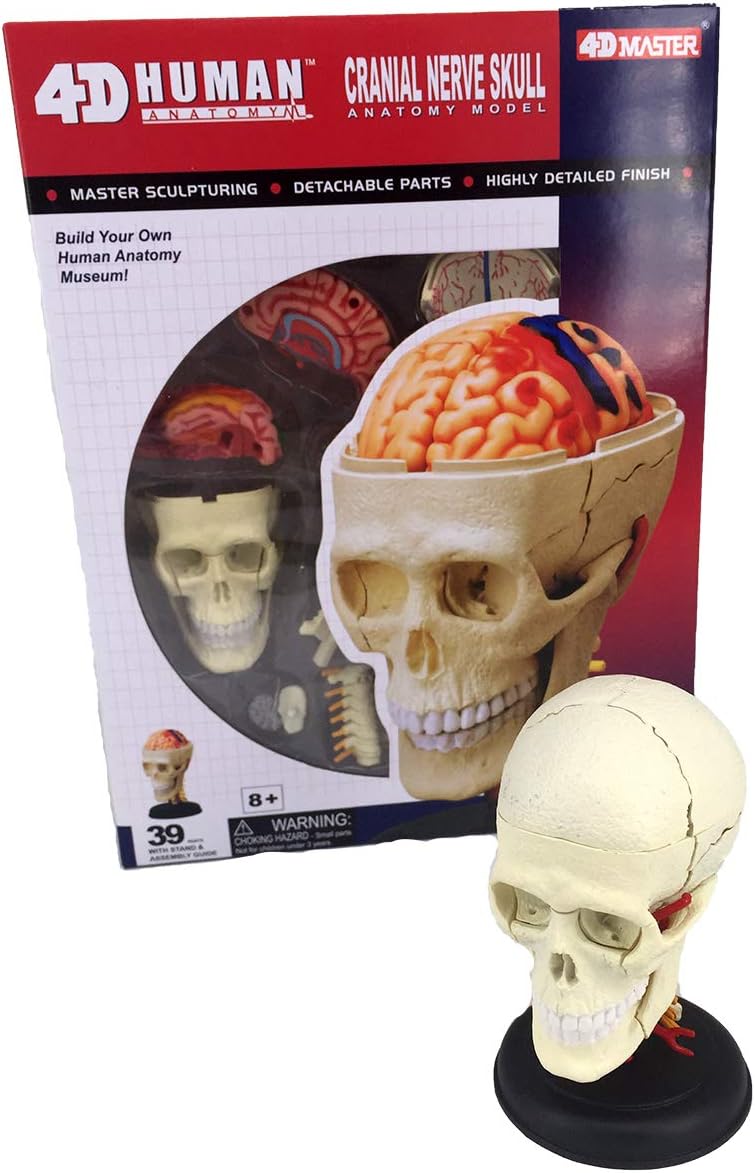 Sale 67 Off Foohe 頭筋解剖学的モデル 人間の筋肉の取り外し可能な人間の頭部頭蓋骨脳モデル パズルの組み立て玩具2pcs Glm Co Il Sale 67 Off Foohe 頭筋解剖学的モデル 人間の筋肉の取り外し可能な人間の頭部頭蓋骨脳モデル パズルの組み立て玩具2pcs Glm Co Il