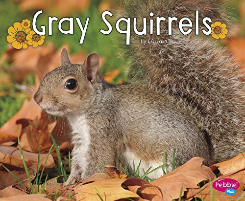 Gray Squirrels (Woodland Wildlife)
