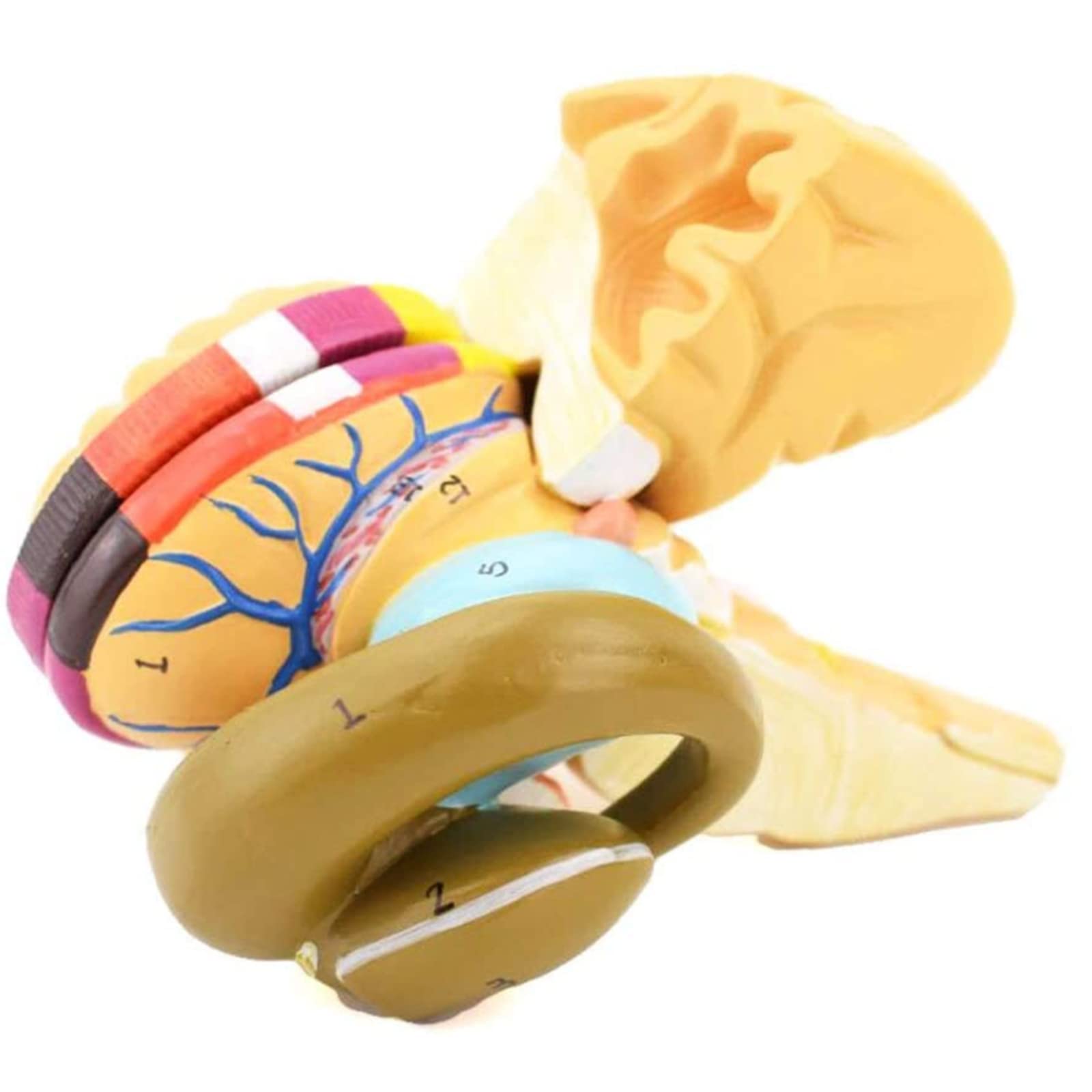 Human Brain Model Basal Nucleus and Disassembled Internal Capsule Model Anatomy Medical Structural Statues Brain Anatomical Model for Science Classroom Study Display Medical Teaching