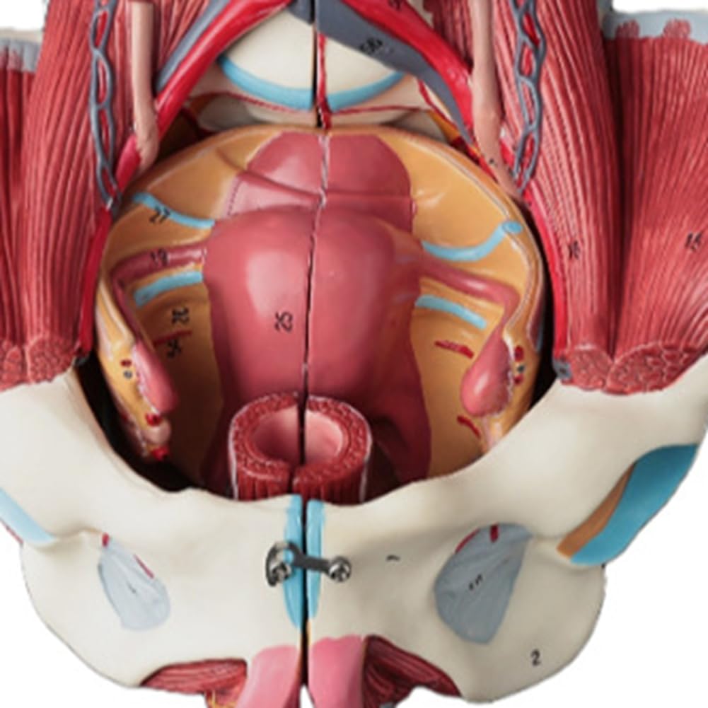 Kobiecy Model Anatomii Miednicy, Żeńskie Dno PVC Miednicy, Model Neuronowy, Materiały Laboratoryjne, Miednica Macicy
