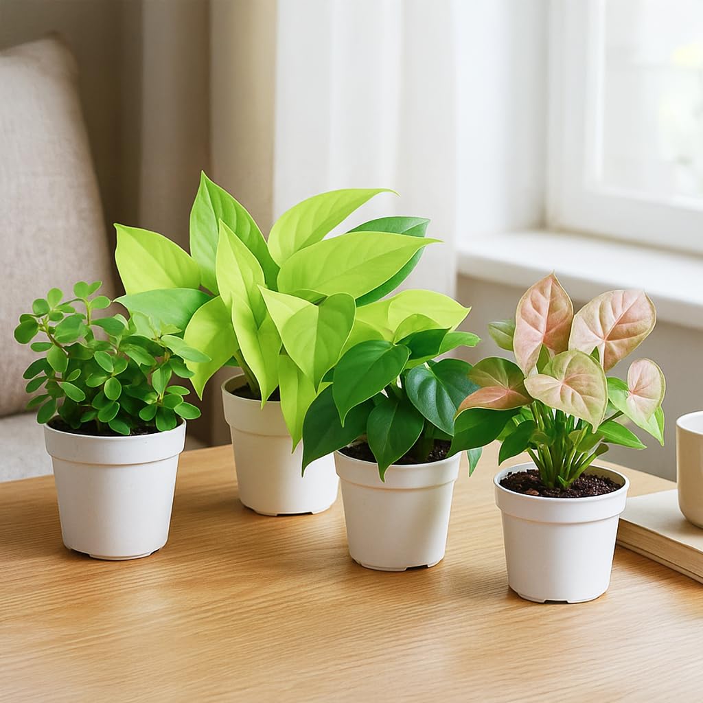 UGAOO Indoor Plants for Home with GroPot – Set of 4 Live Plants (Syngonium Pink Neon, Jade Mini, Money Plant Golden, Philodendron Oxycardium Green) | Live Plants with Pots, Plants for Living Room-image-37