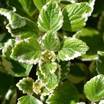 Plectranthus Swedish Ivy Plant