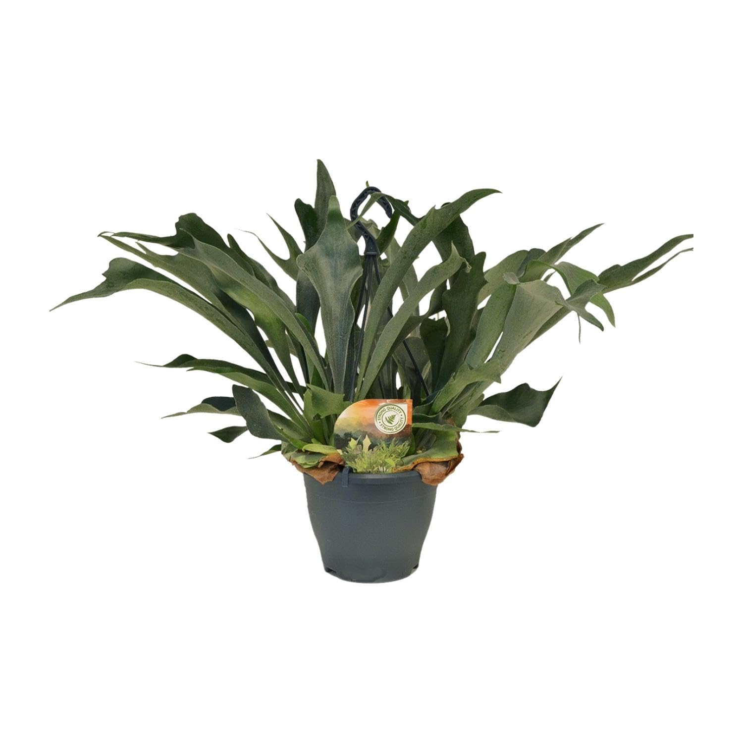Platycerium bifurcatum - 40-50cm - Ø21cm - Roślina doniczkowa - Zimozielony