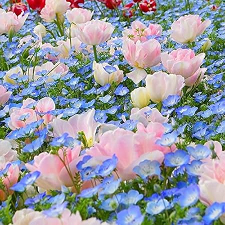 Amazon 国華園 チューリップ 球根 アンジェリケ ネモフィラセット 2種1組 21年秋商品 球根 Amazon 国華園 チューリップ 球根 アンジェリケ ネモフィラセット 2種1組 21年秋商品 球根