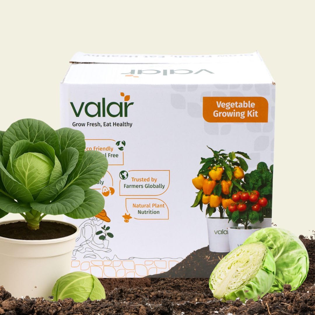 Valar Cabbage Kit | DIY All-in-One Home Gardening Set (Pack of 1 - Big) |Organic Seeds + Bio-Fertilizers + 24x7 Support. (9x9 Grow Bag)-image-24