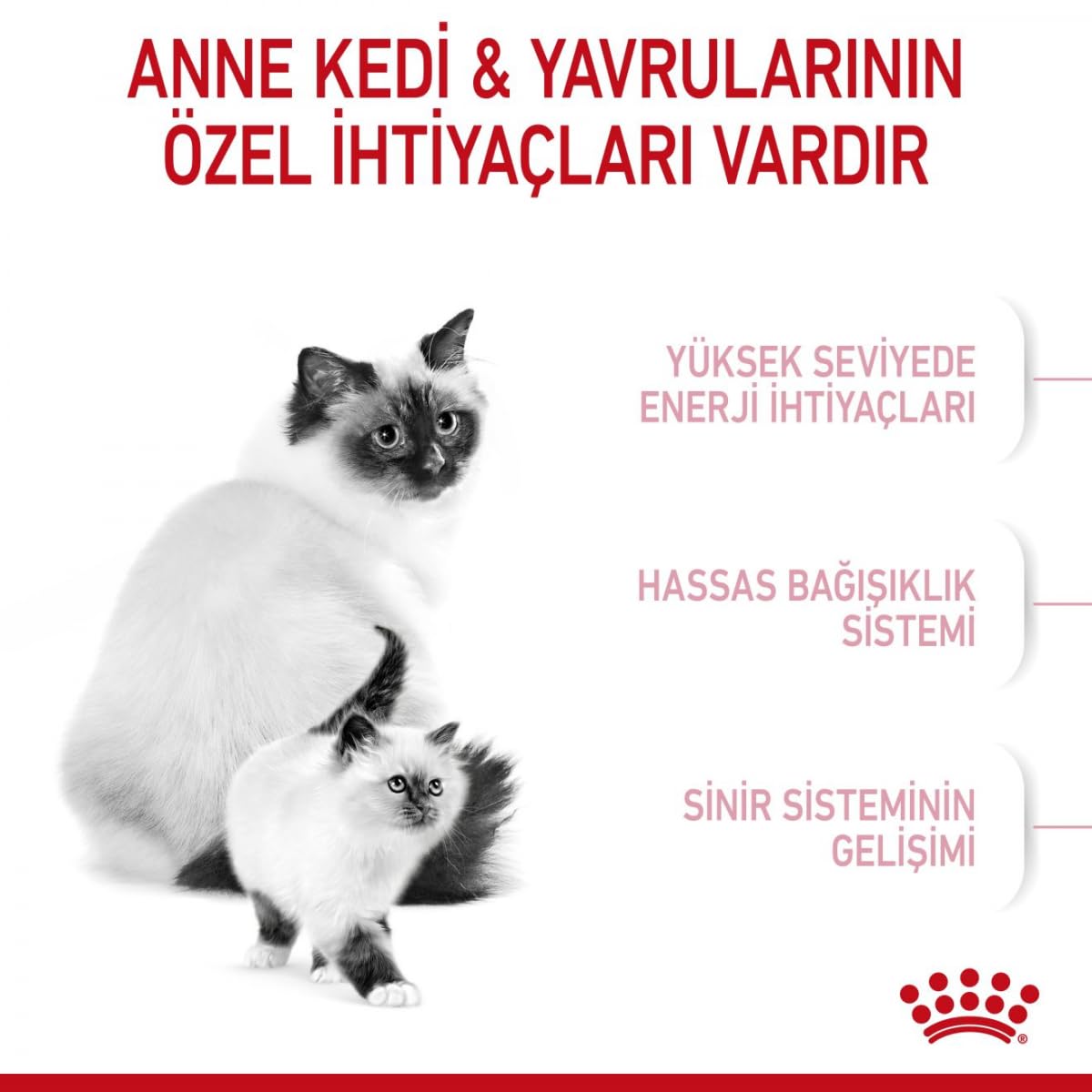 Royal Canin Comida para gatos Babycat 2 Kg