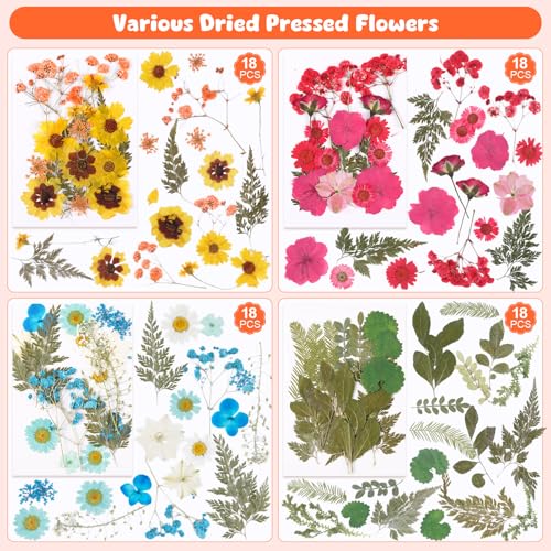 Flores Secas Presionadas AmazingSpark 650 piezas para manualidades miniatura 5