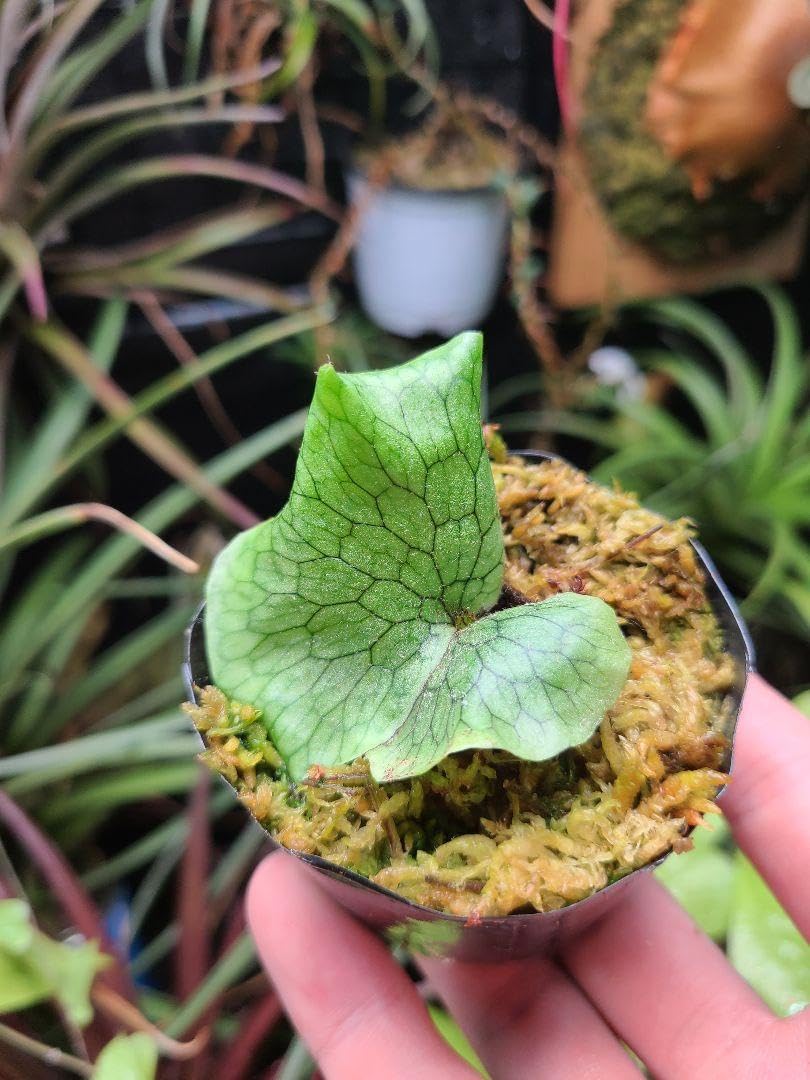 Amazon.co.jp: ビカクシダ スパーバム 1株 : ペット用品